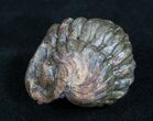 Enrolled Barrandeops (Phacops) Trilobite - Bumpy Shell #10599-1